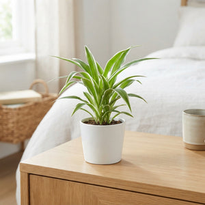 Variegated Spider Plant (Chlorophytum) – 6cm Pot