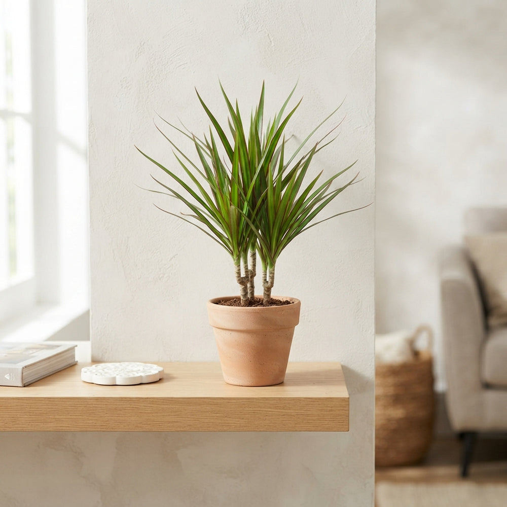 Dracaena marginata Dragon Tree – 6cm Pot