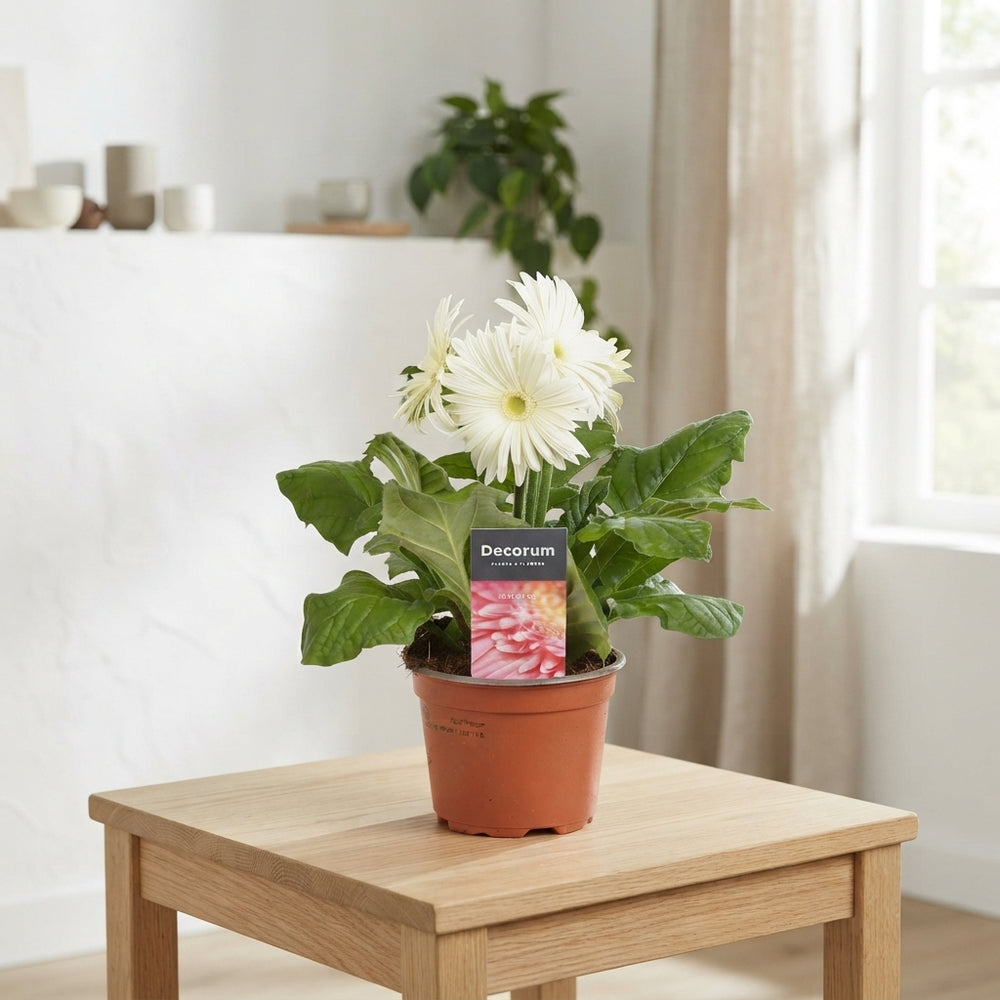 Pink Gerbera Houseplant – 12cm Pot, 22cm High