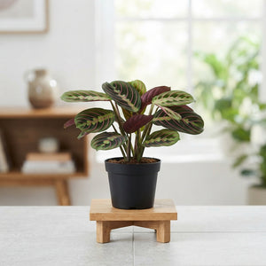 Maranta Fascinator ‘Tricolor’ Prayer Plant – 6cm Pot