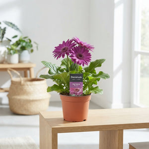 Purple Gerbera Houseplant – 12cm Pot, 22cm High