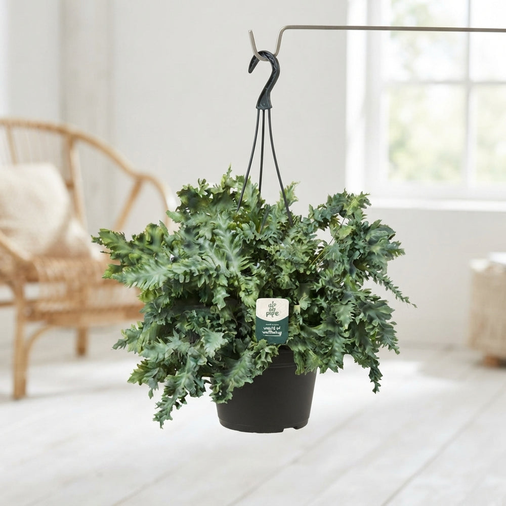 Blue Star Fern (Phlebodium) – 20cm Hanging Pot