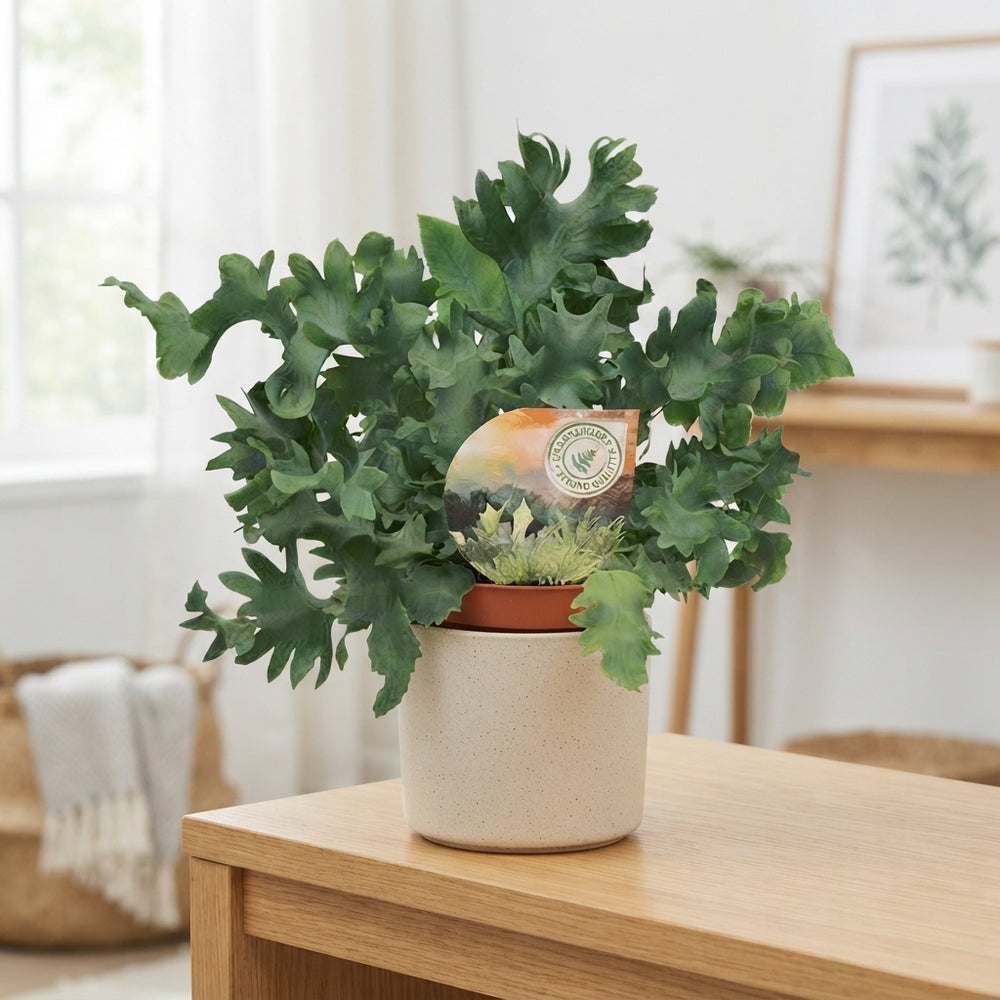 Blue Star Fern (Phlebodium) – 9cm Pot