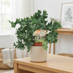 Blue Star Fern (Phlebodium) – 9cm Pot