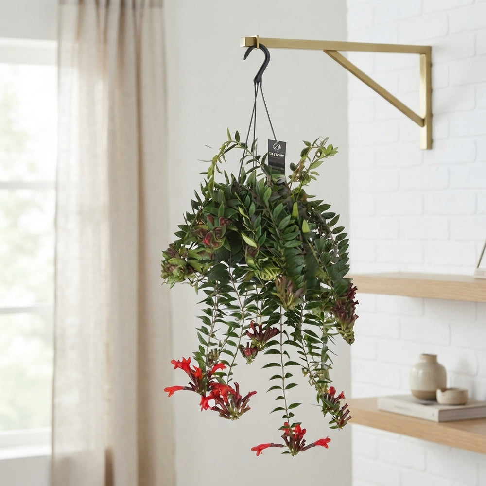 Aeschynanthus ‘Caroline’ – 17cm Pot