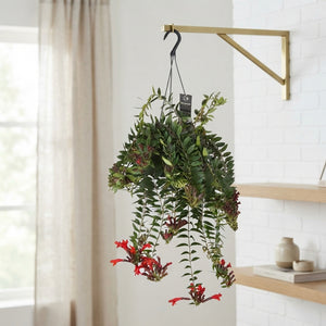 Aeschynanthus ‘Caroline’ – 17cm Pot