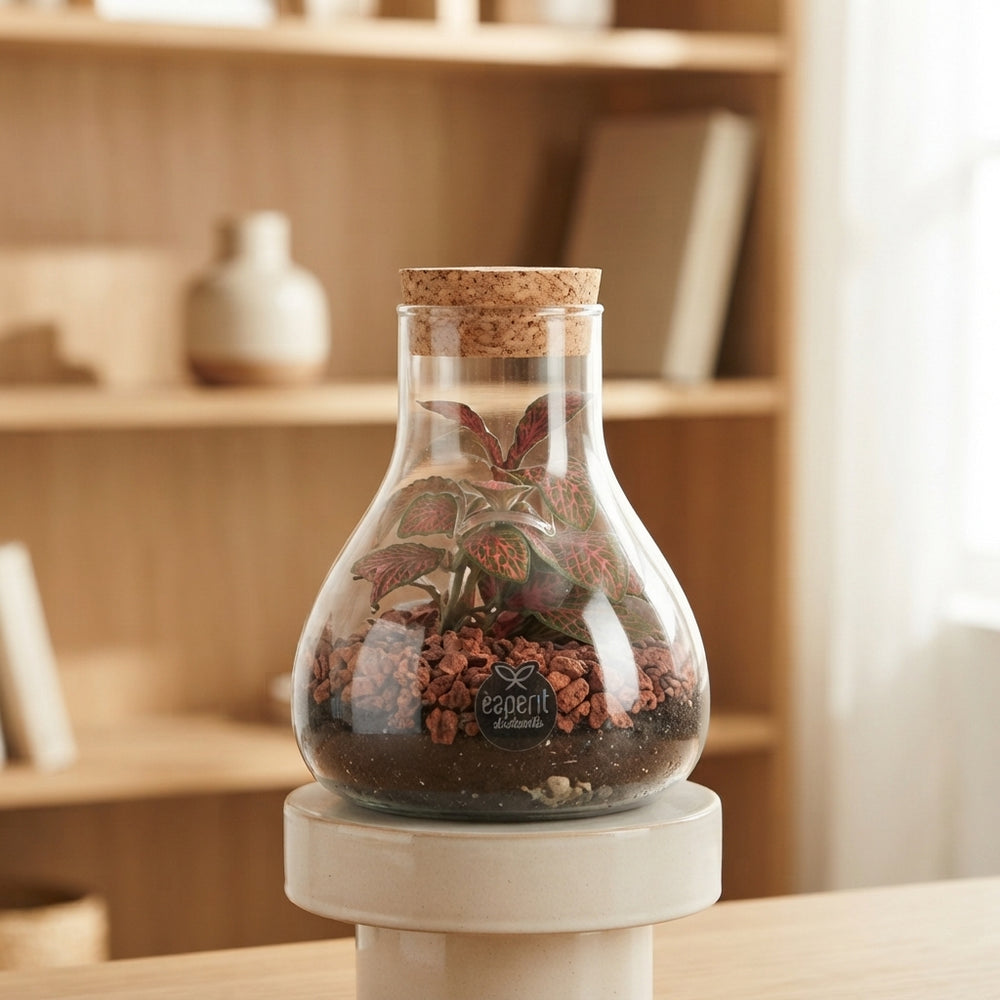 Terrarium Plant Arrangement – 10cm Glass Pot