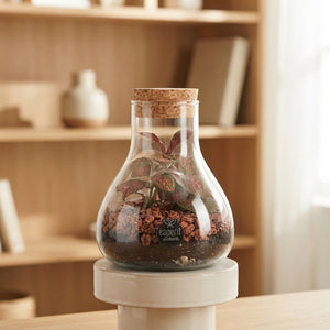 Terrarium Plant Arrangement – 10cm Glass Pot