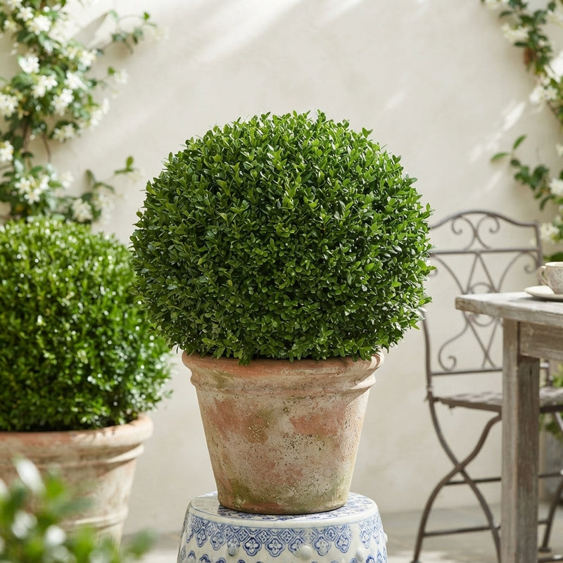 Extra-Large Boxwood Ball (Buxus sempervirens) – 45cm Pot