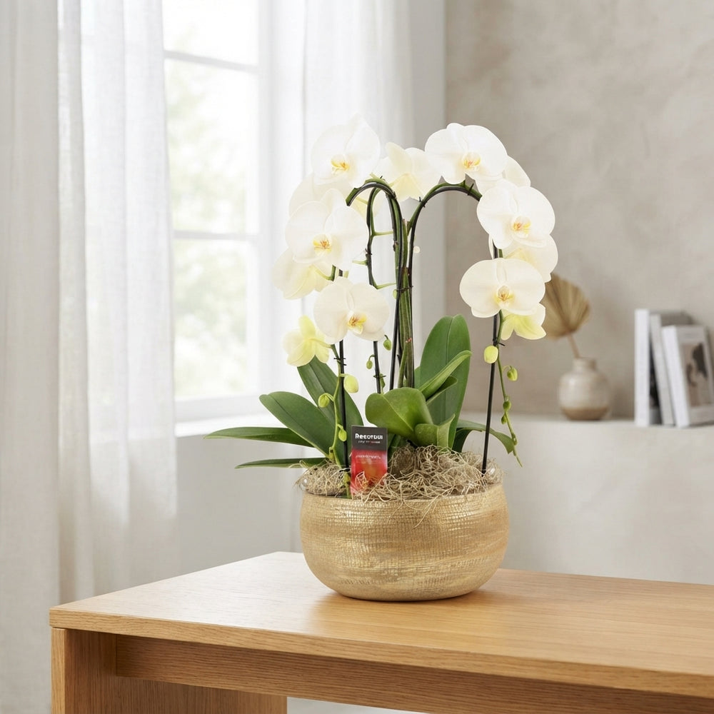 White Phalaenopsis Orchid – 27cm Ceramic Pot