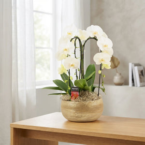 White Phalaenopsis Orchid – 27cm Ceramic Pot