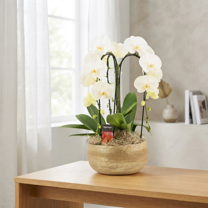 White Phalaenopsis Orchid – 27cm Ceramic Pot
