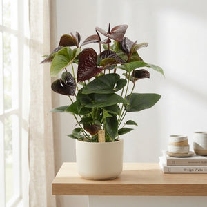 Brown Anthurium Houseplant – 14cm Pot, 50cm Tall