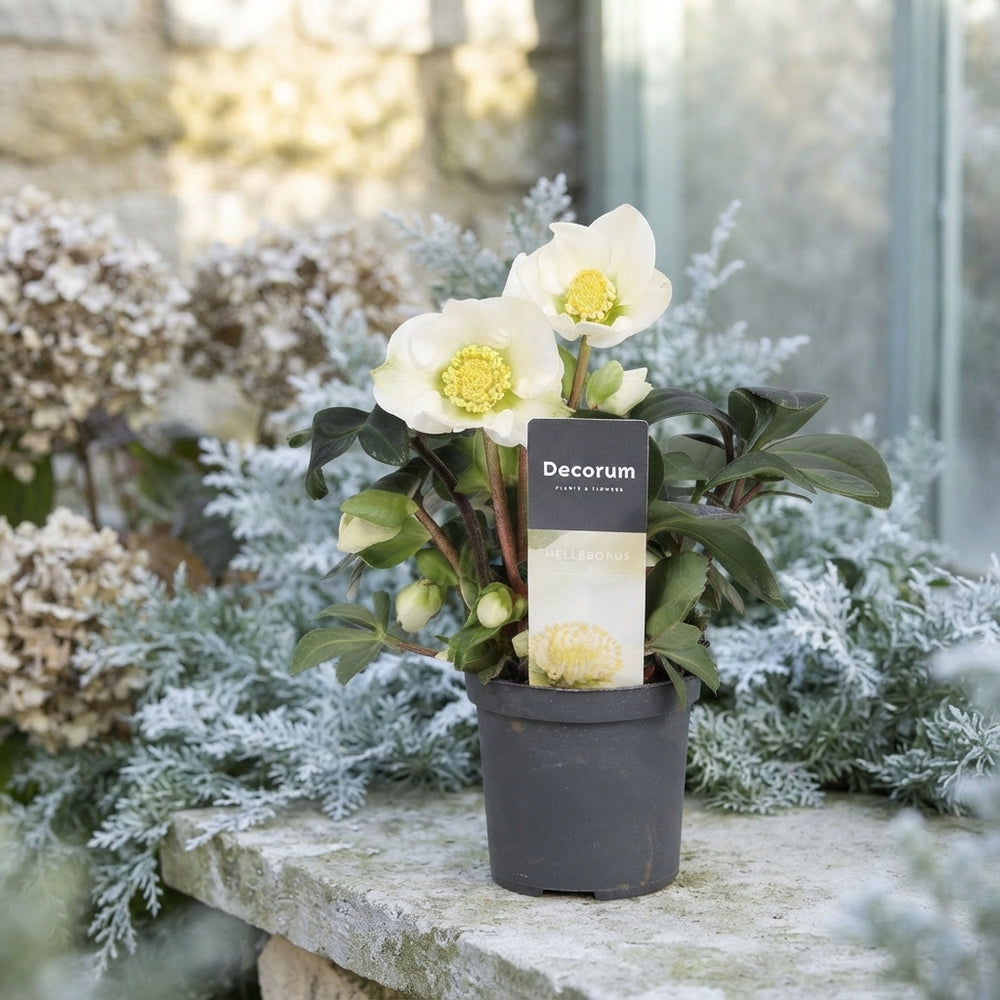 Christmas Carol Hellebore (Helleborus) – 7cm Pot