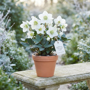 White Hellebore ‘Christmas Carol’ – 9cm Pot