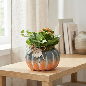 Green and Orange Pumpkin Arrangement – 16cm Pot