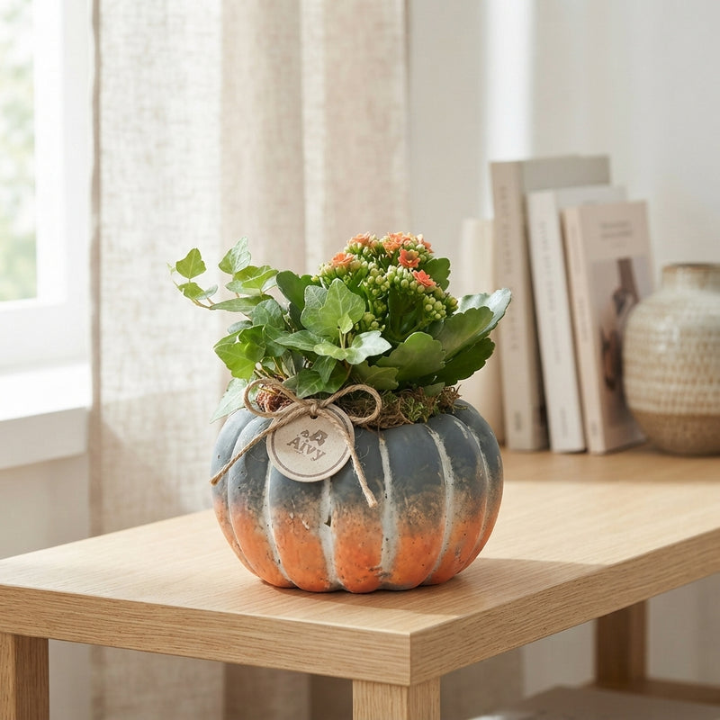 Green and Orange Pumpkin Arrangement – 16cm Pot
