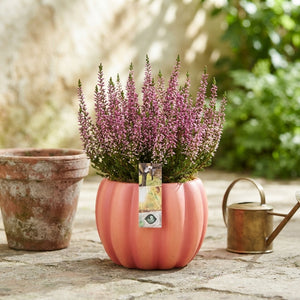 Outdoor Pumpkin Arrangement – 15cm Pot