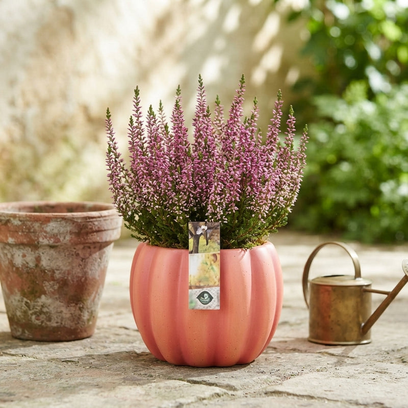 Outdoor Pumpkin Arrangement – 15cm Pot