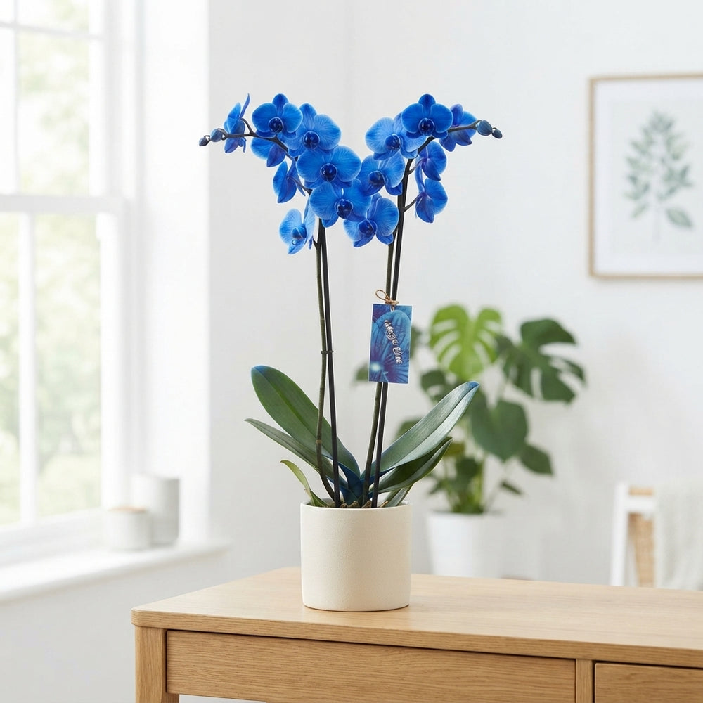 Royal Blue Phalaenopsis Orchid – 12cm Pot, 85cm