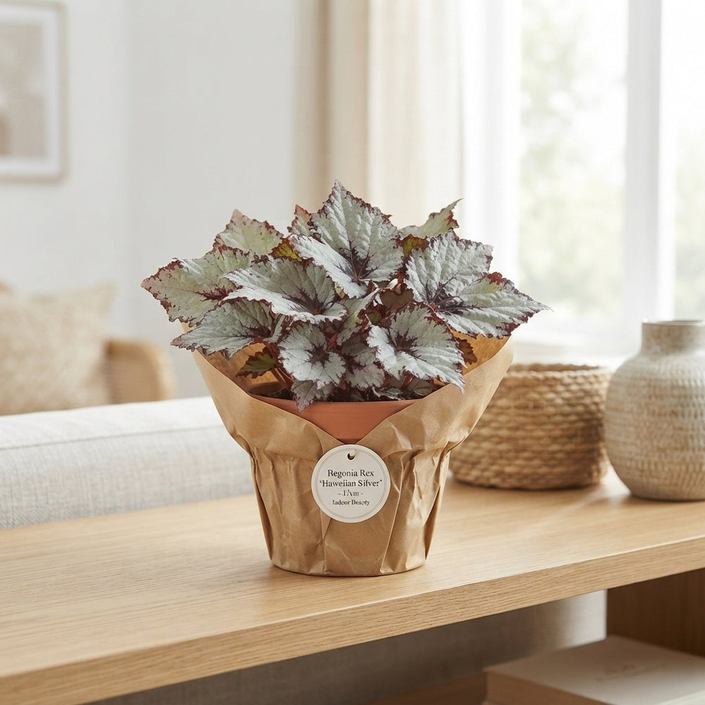 Begonia Rex ‘Hawaiian Silver’ – 17cm Pot