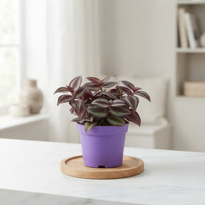 Tradescantia ‘Zebrina Purpusii’ – 7cm Pot
