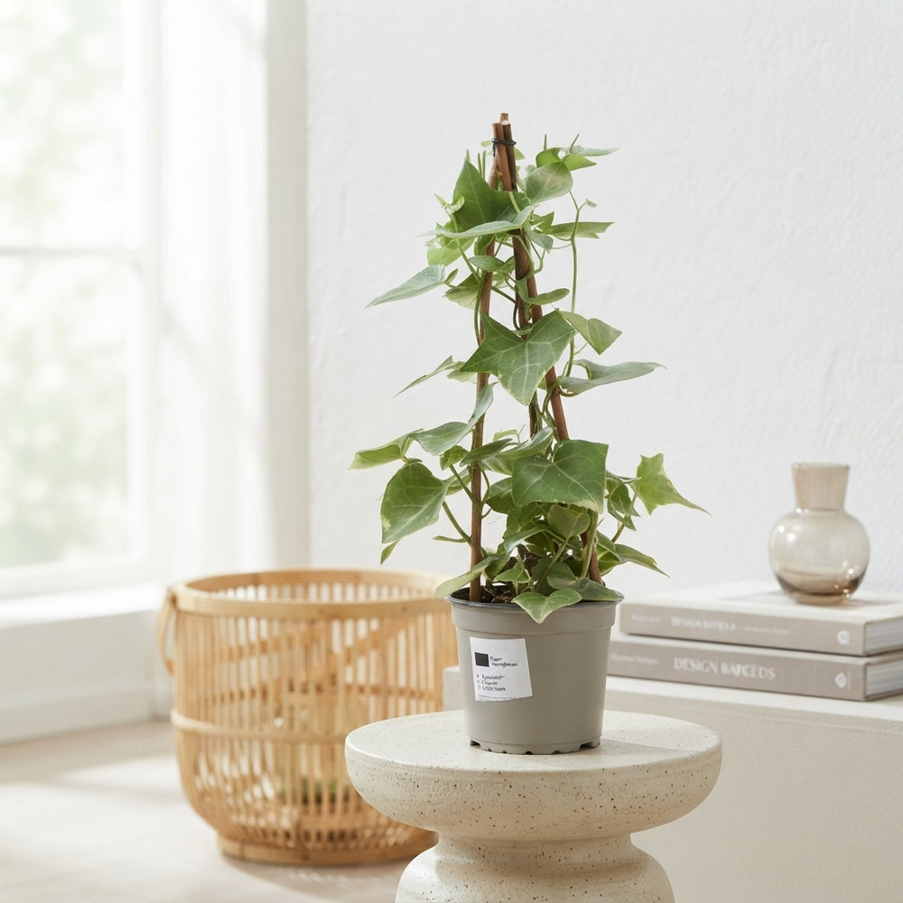 Variegated Senecio Houseplant – 12cm Pot