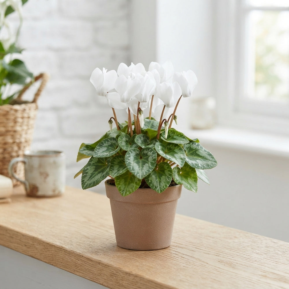 White Persian Cyclamen (Cyclamen persicum) – 10.5cm Pot