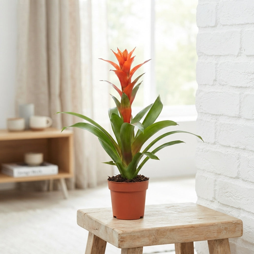 Mixed Bromeliad Houseplant – 12cm Pot, 55cm High
