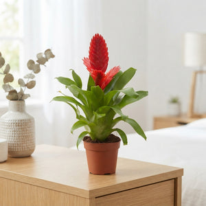 Red Vriesea Kallisto – 10.5cm Pot