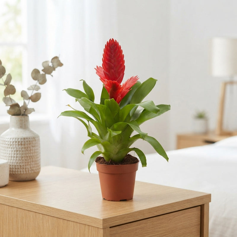 Red Vriesea Kallisto – 10.5cm Pot