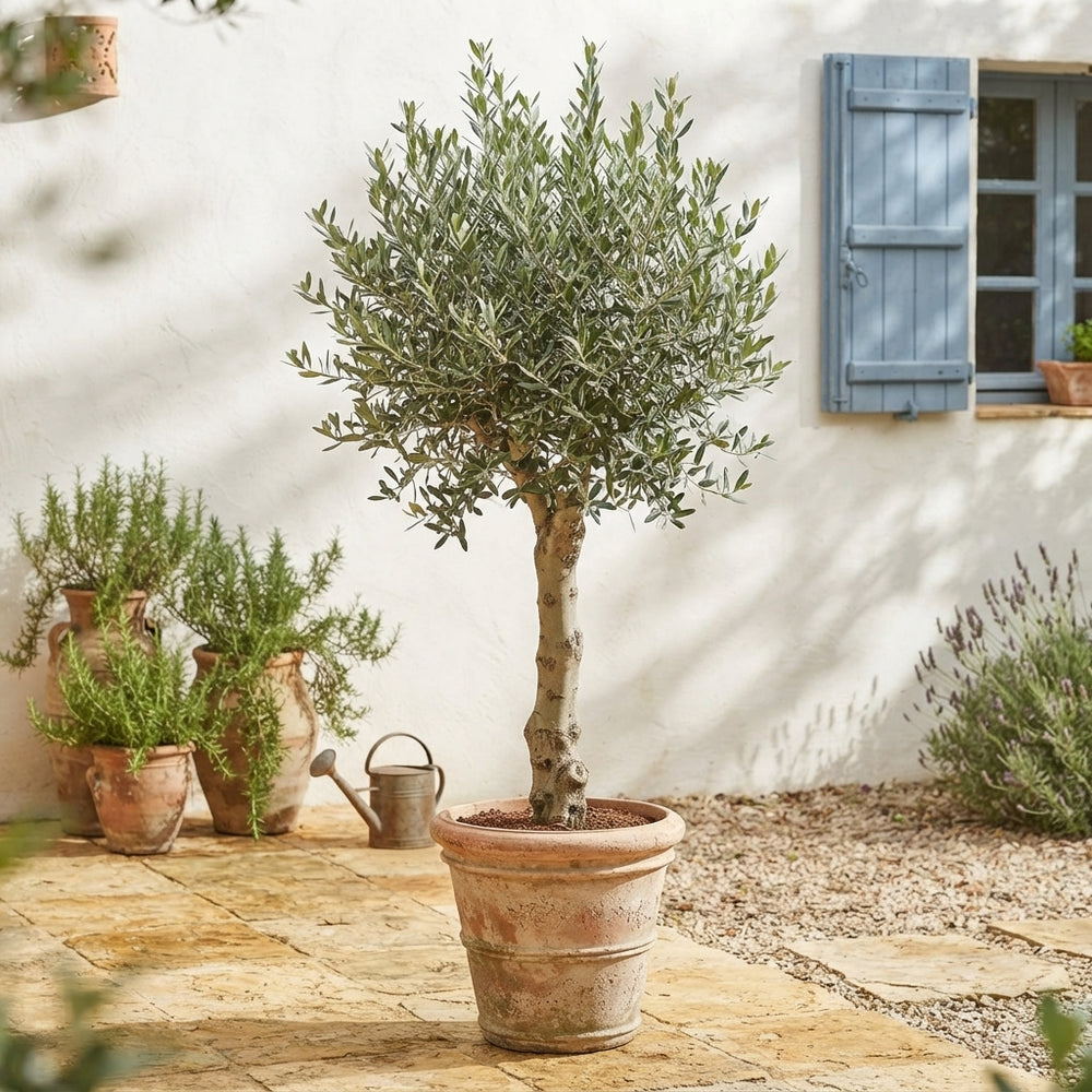 Extra-Large Olive Tree (Olea europaea) – 48cm Pot