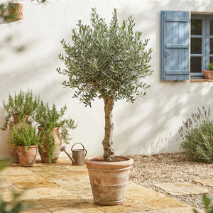 Extra-Large Olive Tree (Olea europaea) – 48cm Pot