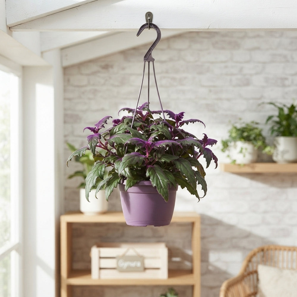 Gynura Violet Houseplant – 15cm Pot