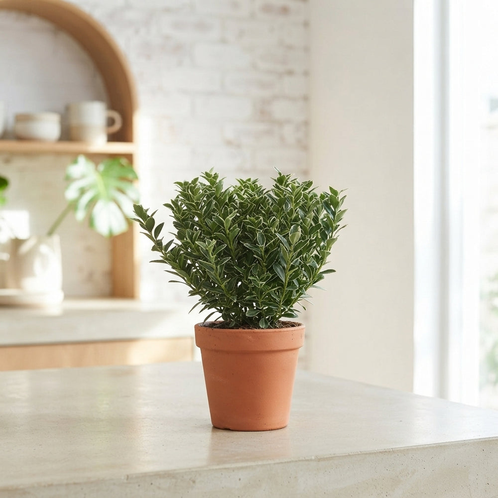 Mixed Euonymus Garden Plant – 13cm Pot