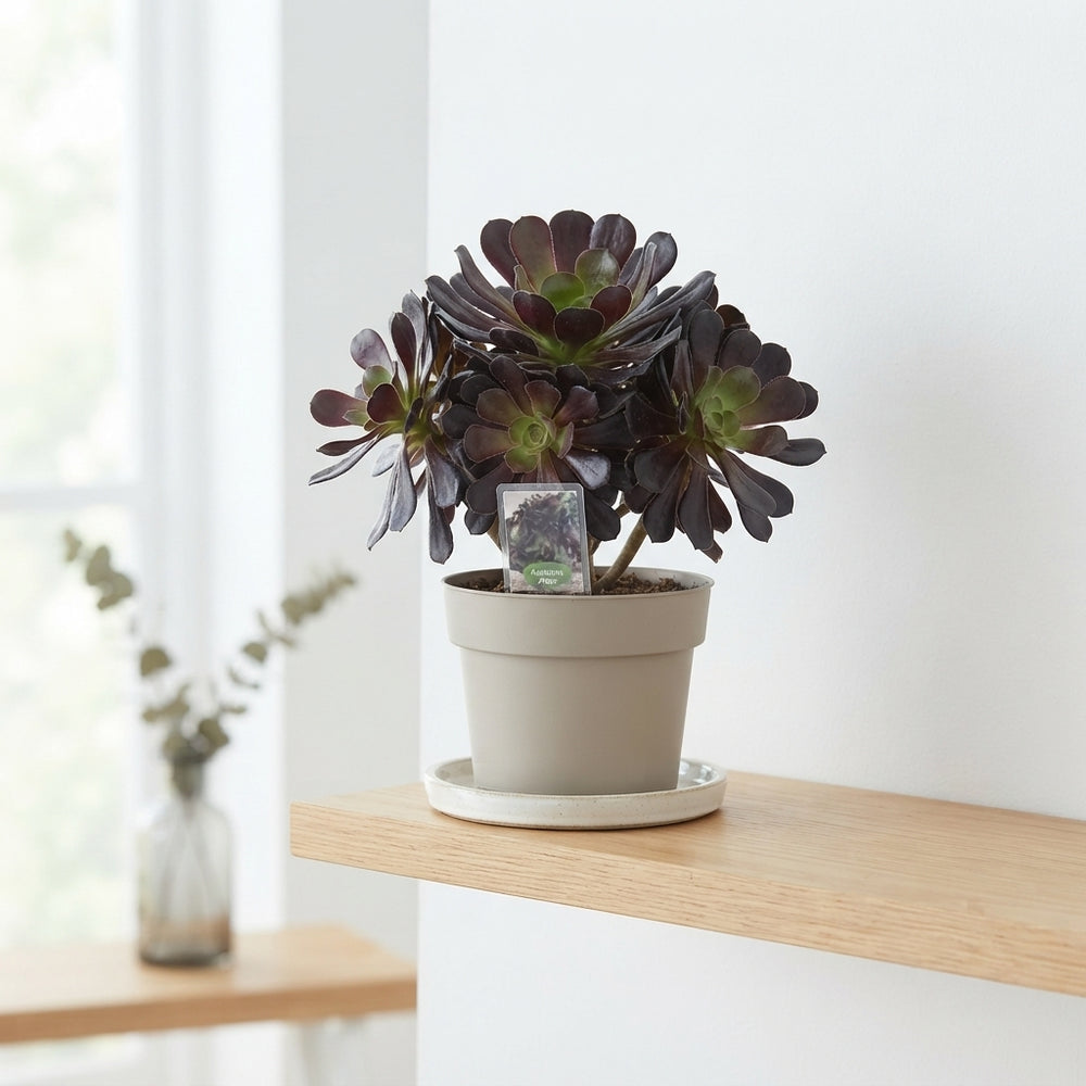 Aeonium Arbor Succulent – 14cm Pot, 38cm High