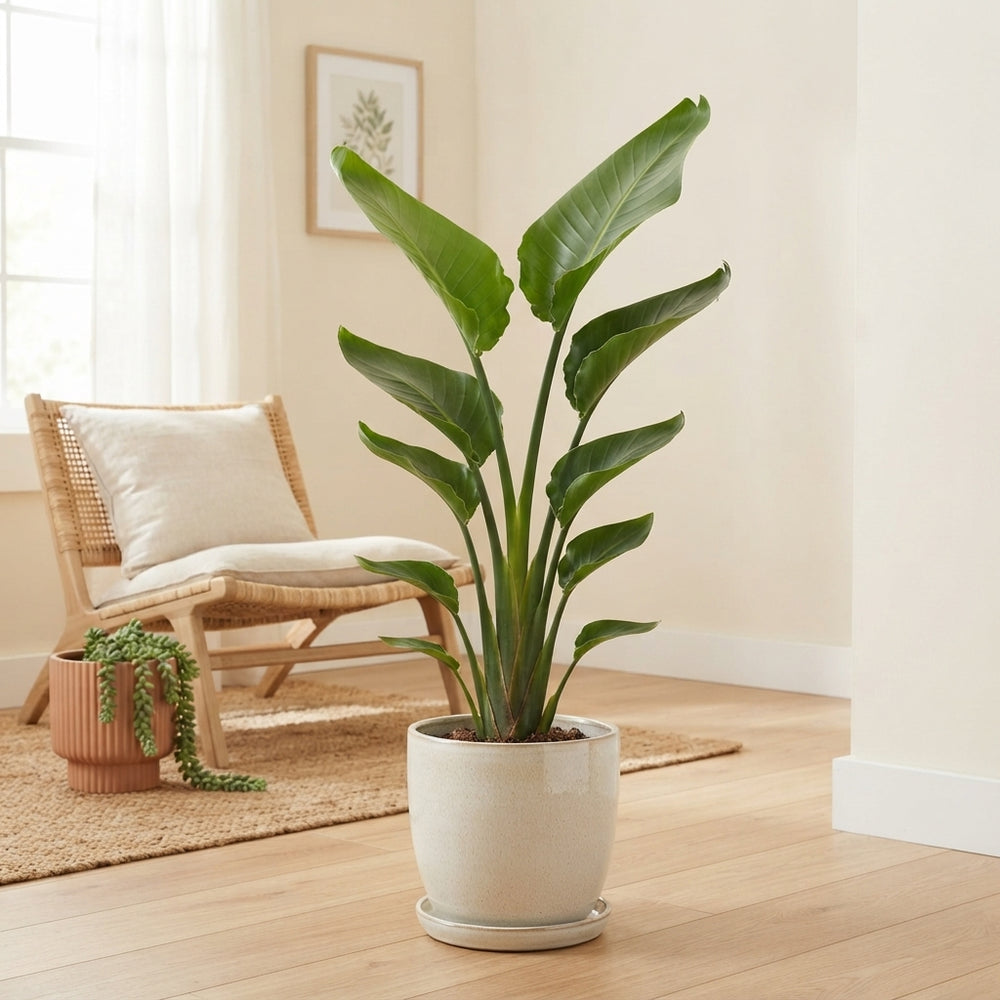 White Bird of Paradise (Strelitzia nicolai) – 24cm Pot