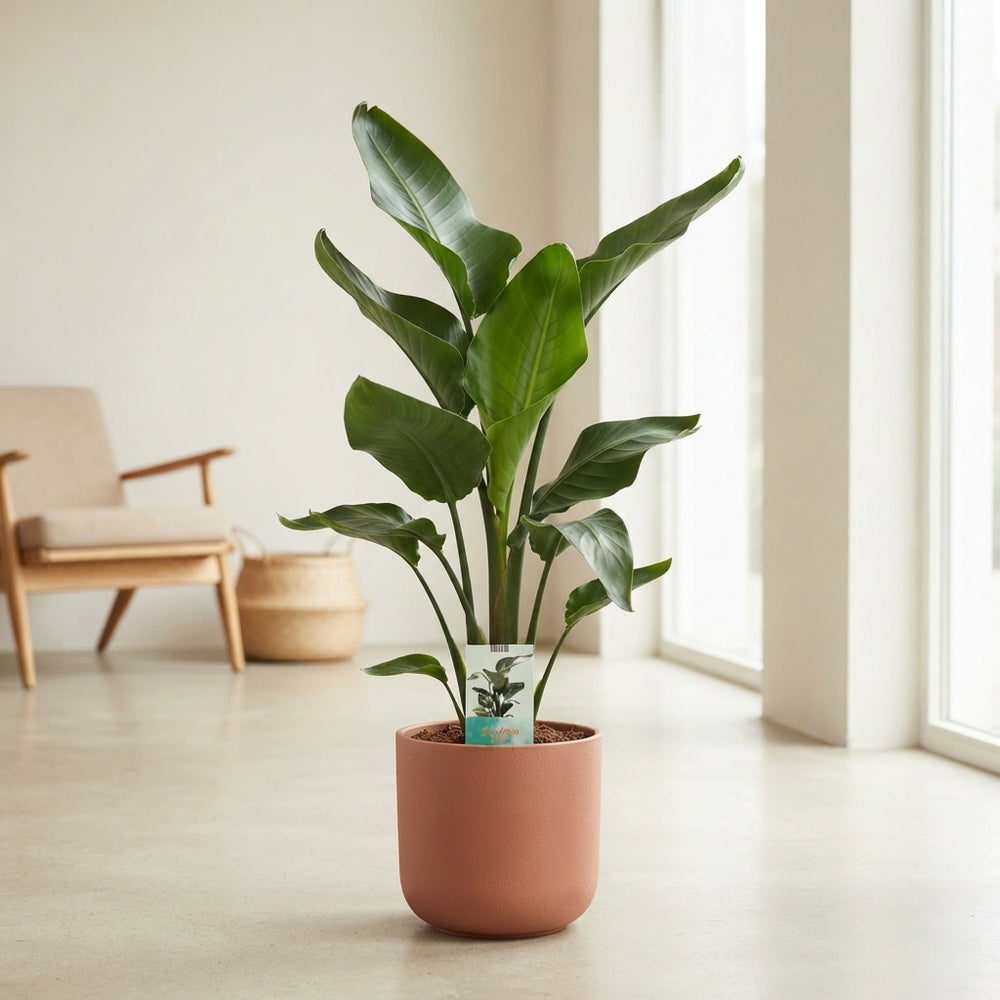 White Bird of Paradise (Strelitzia nicolai) – 24cm Pot