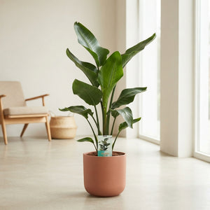 White Bird of Paradise (Strelitzia nicolai) – 24cm Pot