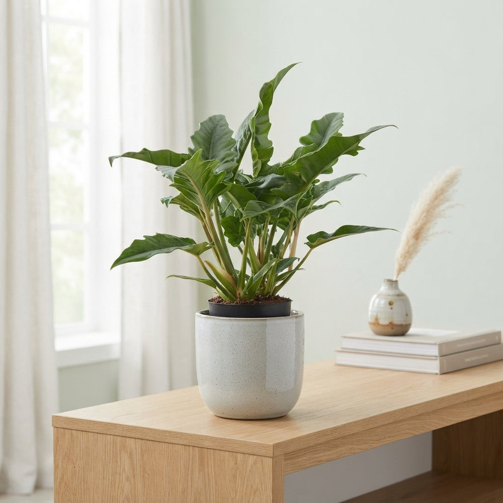 Philodendron Narrow Escape – 14cm Pot, 40cm Height