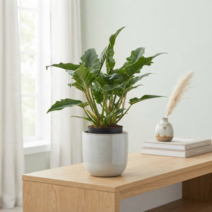 Philodendron Narrow Escape – 14cm Pot, 40cm Height