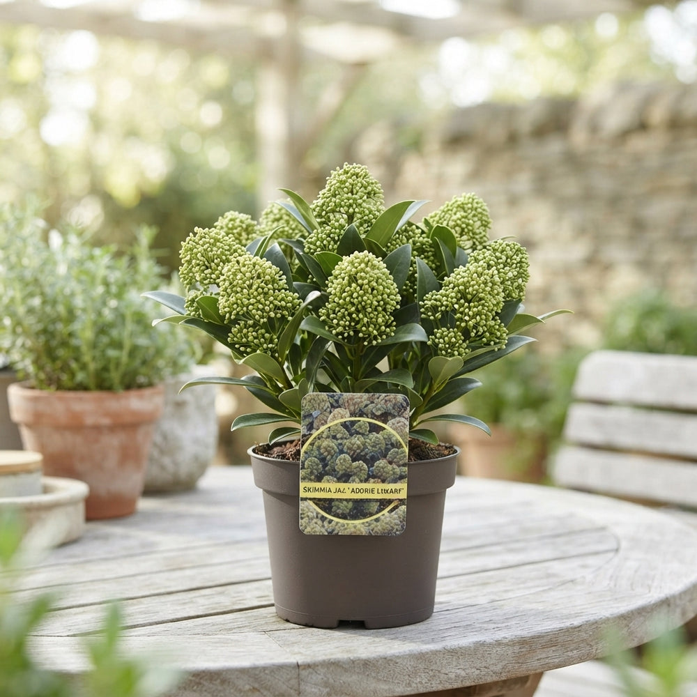Skimmia japonica ‘Godrie Dwarf’ – 17cm Pot