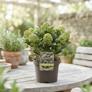 Skimmia japonica ‘Godrie Dwarf’ – 17cm Pot