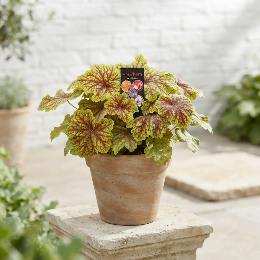 Heuchera Mixed Variety – 15cm Pot