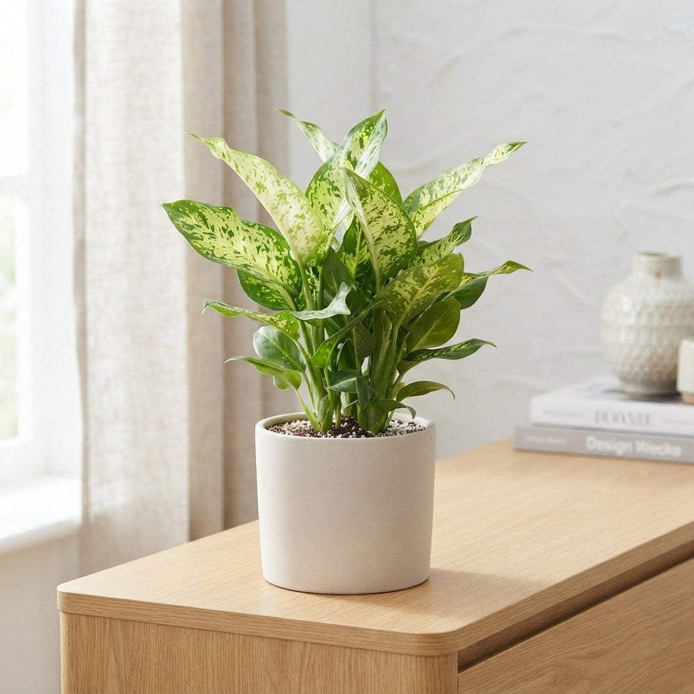 Dieffenbachia Houseplant – 17cm Pot, 55cm Height