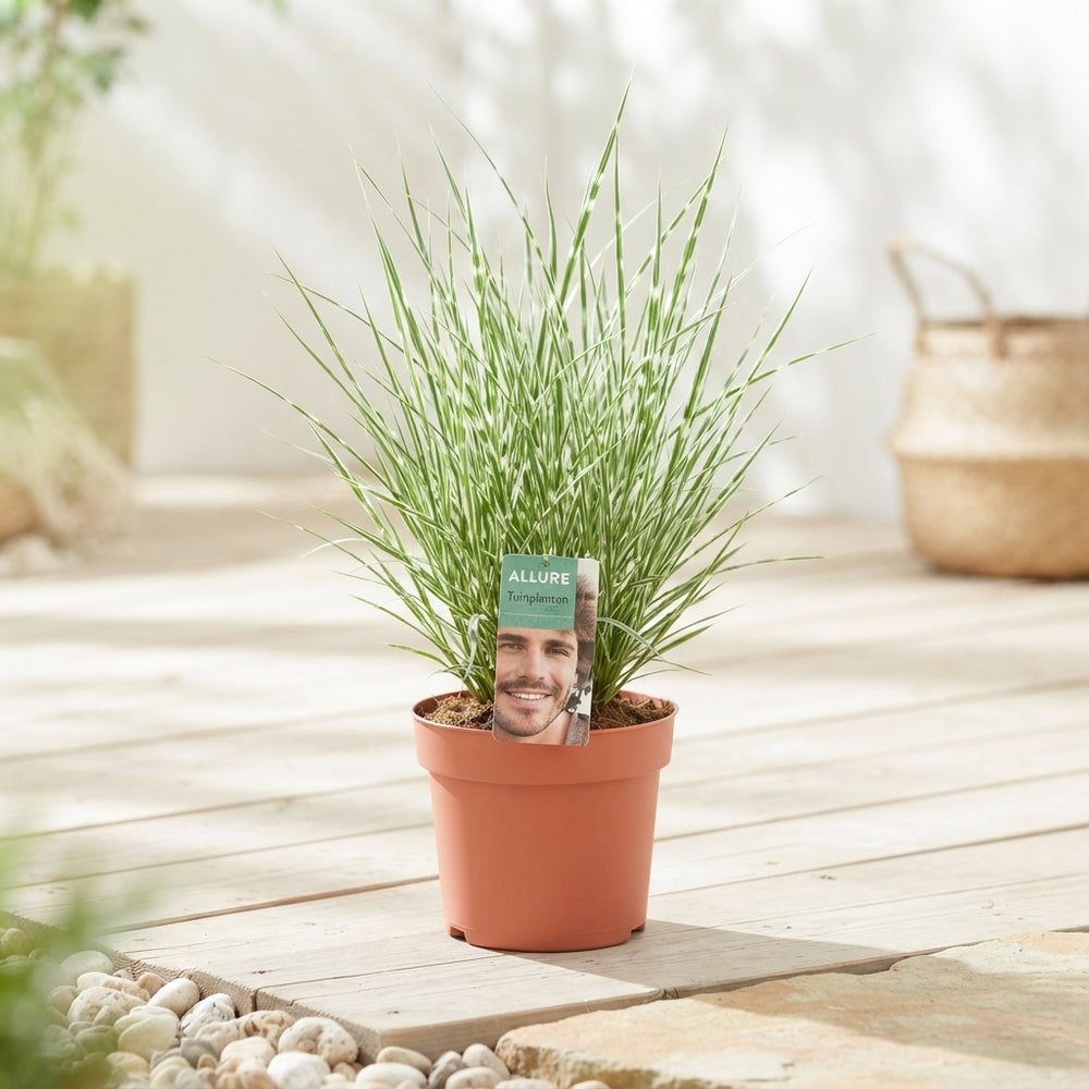 Mixed Ornamental Grass – 17cm Pot, 55cm High