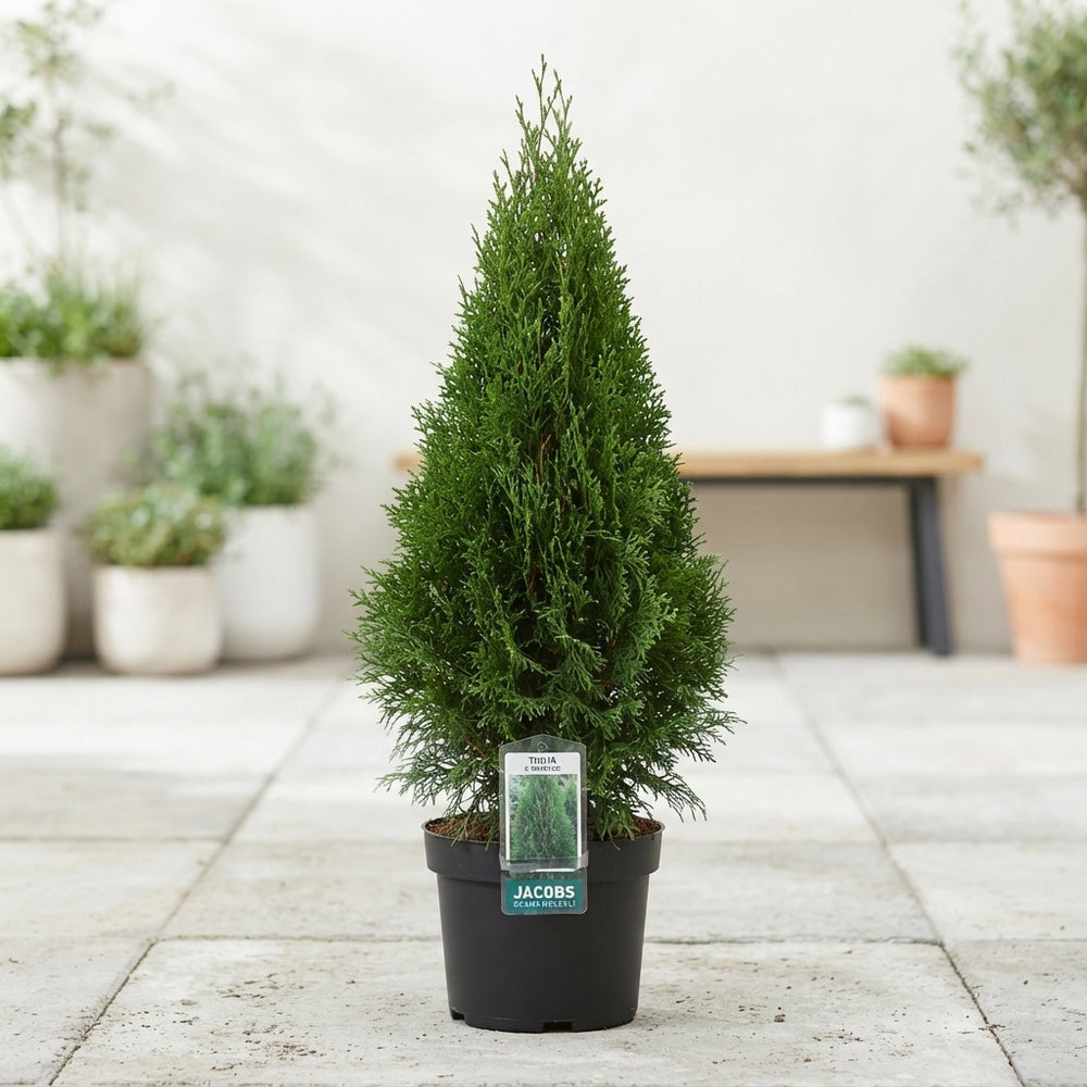 Emerald Green Thuja ‘Smaragd’ – 23cm Pot, 95cm Tall