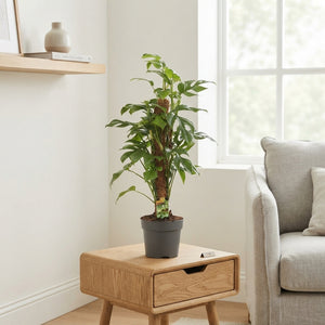Monstera Houseplant (Monstera) – 17cm Pot, 75cm High