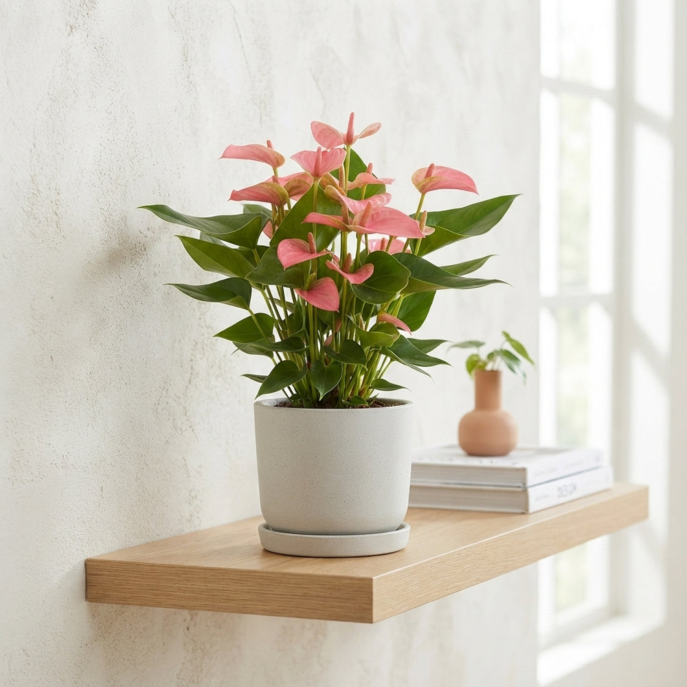 Anthurium Pink Champion – 17cm Pot