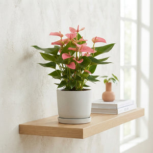 Anthurium Pink Champion – 17cm Pot
